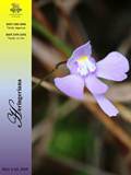 Capa Heringeriana vol 9 n 1
