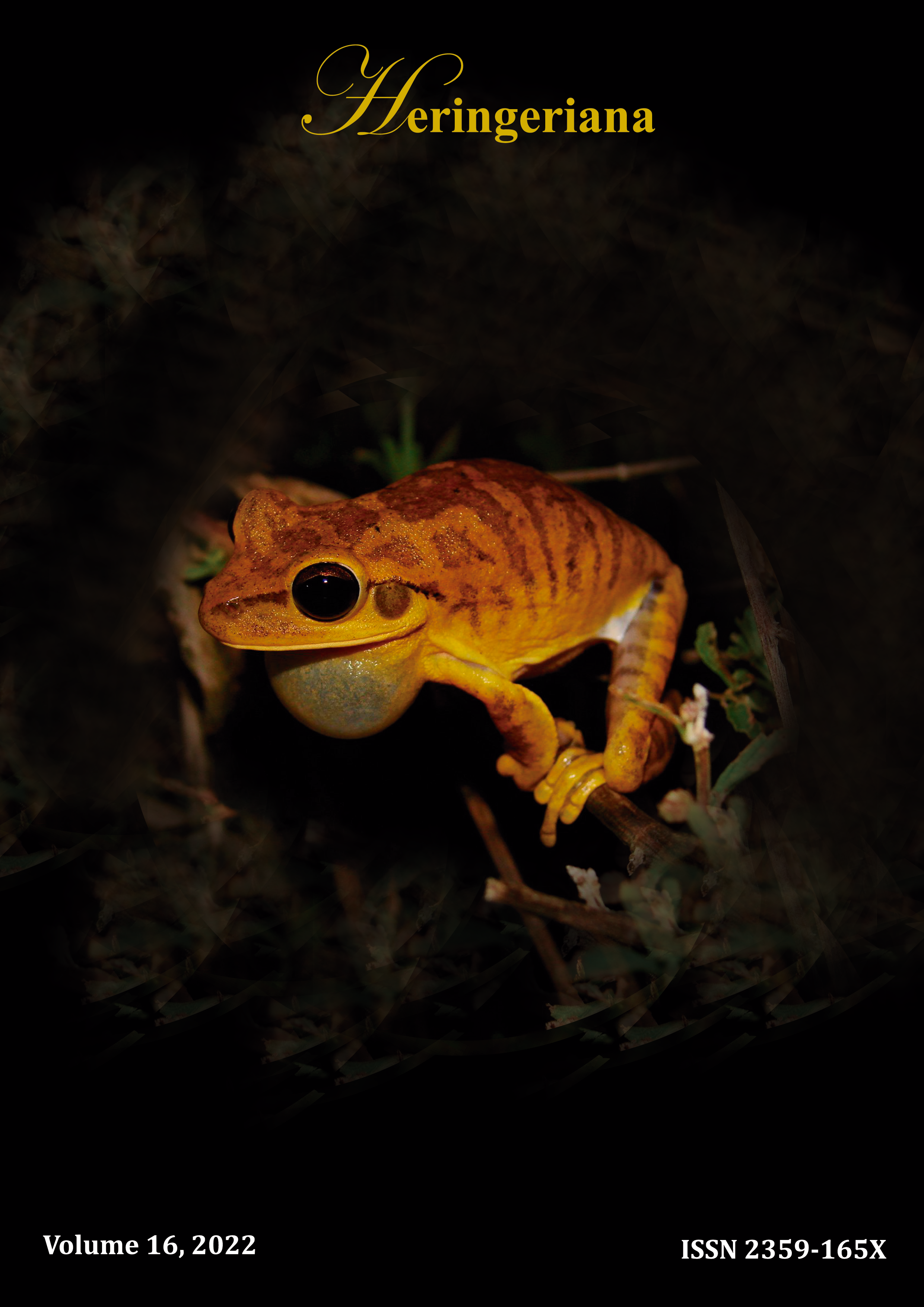 Boana raniceps
